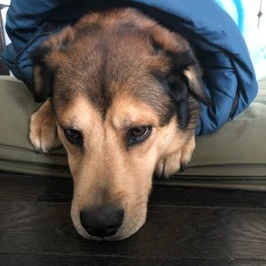 Meet your Posher, Joshua